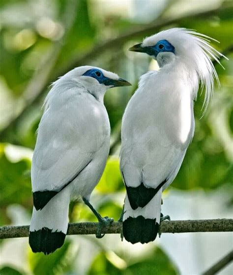 Burung jalak bali, spesies langka berwarna putih mempesona - Abdul Rahman