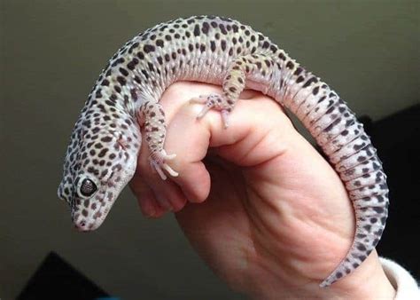 mack snow leopard gecko morph mack snow leopard gecko