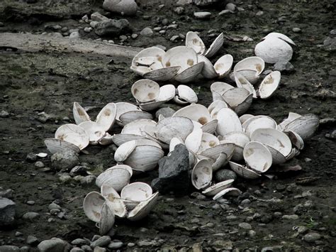 Clamshells On The Beach Free Photo Download | FreeImages