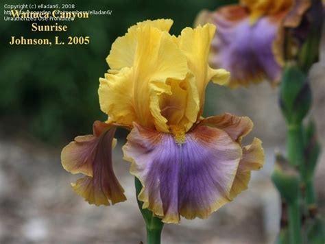 PlantFiles Pictures: Tall Bearded Iris 'Waimea Canyon Sunrise' (Iris ...