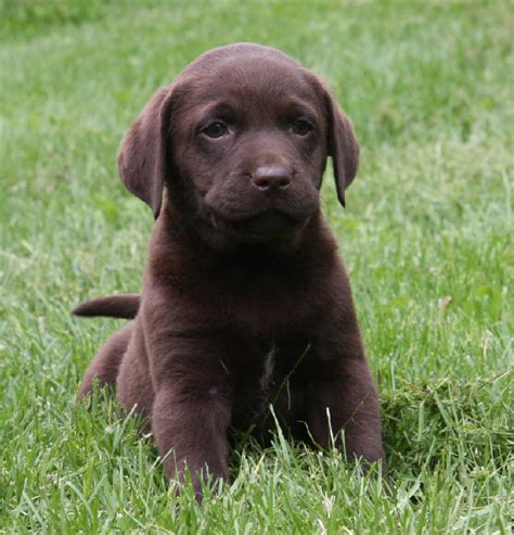 Chocolate Lab Retriever Breeders | Hidden Pond Labradors