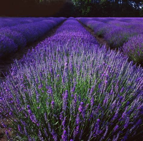 "Norfolk Lavender fields at dusk" by Andrew Sharpe at PicturesofEngland.com