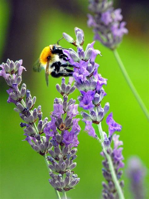 Edit free photo of Bee,bumblebee,lavender,pollination,free pictures - needpix.com