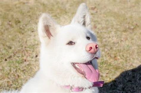 Shiba Inu: TODO lo fundamental sobre la raza | PERROSRAZAPEQUEÑA