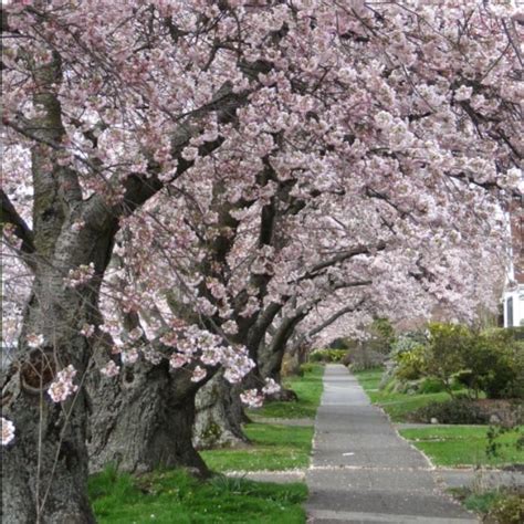 Apple Blossom Tree Lane Always wanted this down my driveway. | Blossom ...