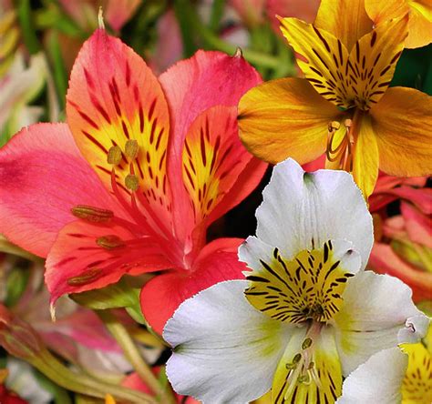 Alstroemeria 'Fougere' (Peruvian Lily) | atelier-yuwa.ciao.jp