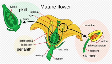 Angiosperm - The Daily Garden