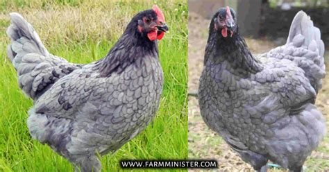 Blue Cuckoo Maran Chicken: A Rare And Beautiful Breed!