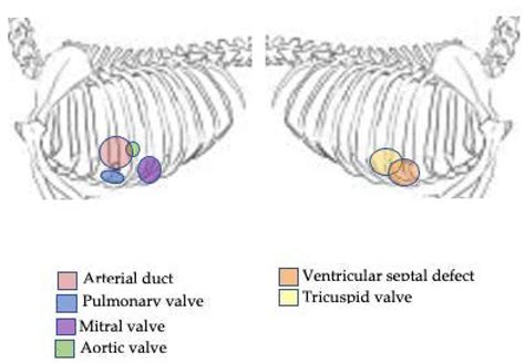 Is A Grade 3 Heart Murmur In Dogs Serious