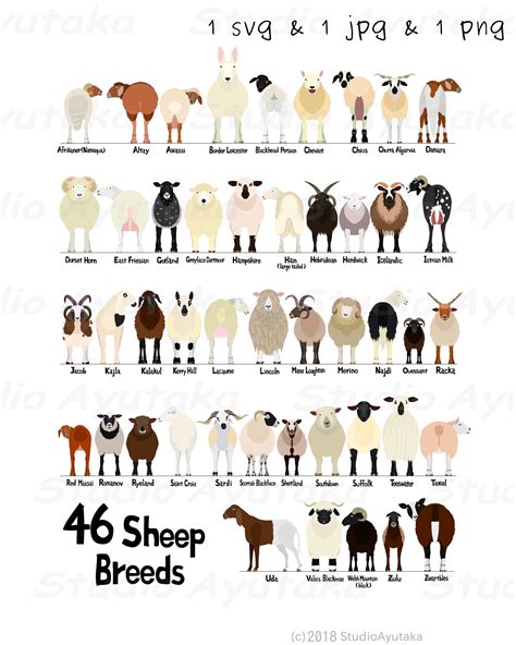 46 Breeds of Sheep Chart Svg Png Jpg 1620 | Etsy