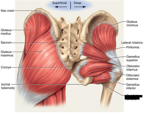 Print Lower Extremity Muscles flashcards | Easy Notecards | Greater trochanteric pain syndrome ...