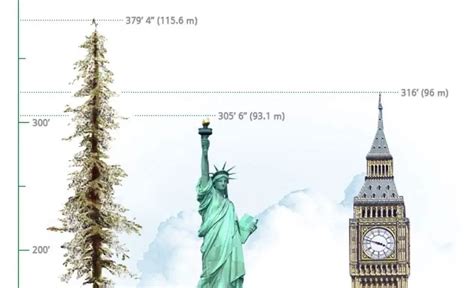 The Tallest Tree in the World: Hyperion | Our Planet