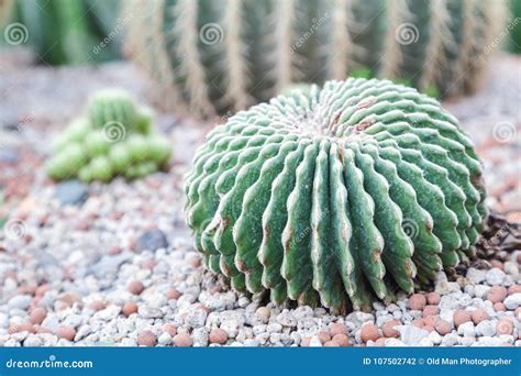 Succulents or Cactus in Desert Botanical Garden. Stock Photo - Image of ...