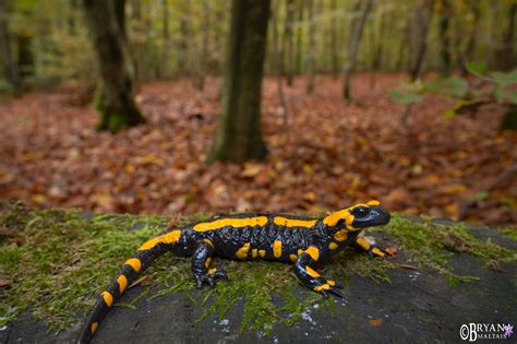 Fire Salamander in Habitat - Wildernessshots Photography