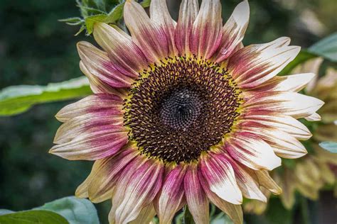 Sunflower Varieties | Kellogg Garden Organics™