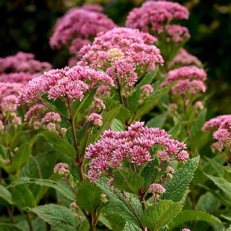 Joe Pye Weed Seeds Eutrochium maculatum Medicinal Herb | Etsy