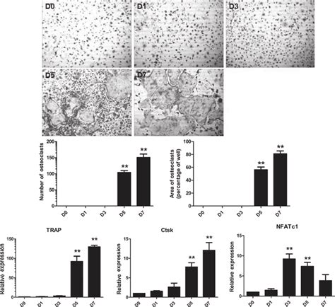 Validation of osteoclastogenesis in vitro. (A) Bone marrow macrophages ...