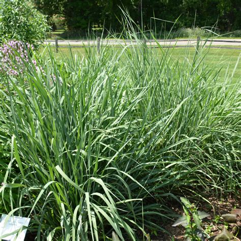 Indian Grass | Indy Plants