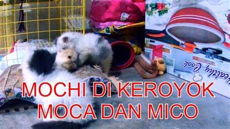 ANAK KUCING LUCU MAINAN BARENG | MOCA MOCHI MICO - YouTube