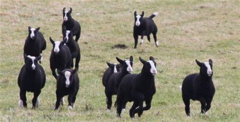 Welcome to the Zwartbles Sheep Association Website - ZSA - Zwartbles Sheep Association