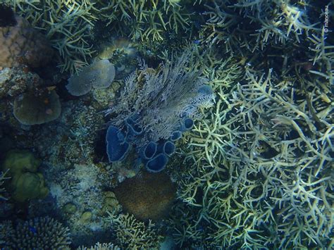 Snorkeling at Flower Island Resort, Palawan | Snorkeling in Philippines