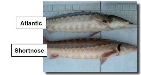 SCDNR - Identifying Characteristics for Species with Similar Appearances