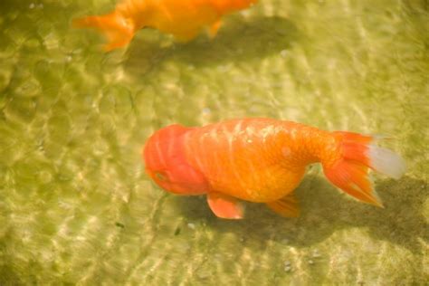 Can Goldfish Get Pregnant? (No! But Here Is How You Can Breed Them)