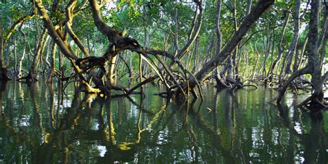 Loss of Mangrove Forests Worldwide Is Slowing – Except in Asia – The Wire Science