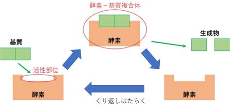 生物基礎：酵素のはたらき | オンライン無料塾「ターンナップ」