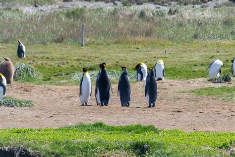 Ultimate Guide to Seeing Penguins in Punta Arenas - Destinationless Travel