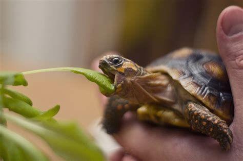 Turtle eating | Baby tortoise, Tortoise turtle, Turtle