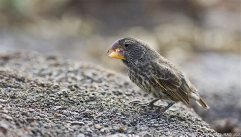 Large Ground-finch | Will Burrard-Lucas