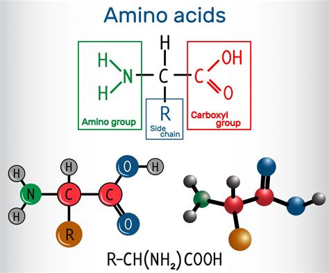 Amino acids - compedium