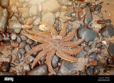 Starfish on the beach Stock Photo - Alamy