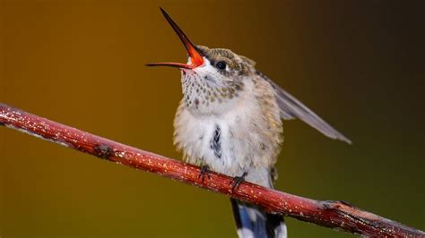 Do Hummingbirds Beaks Open? - Hummingbirds Info