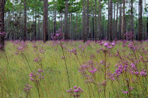 Reviews From Around the Florida Gulf Coast | Northwest Florida Outdoor Adventure