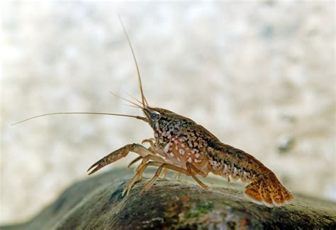 Marbled Crayfish | Ontario's Invading Species Awareness Program