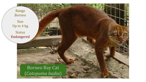 Borneo Bay Cat (Catopuma badia) Classification / Taxonomy