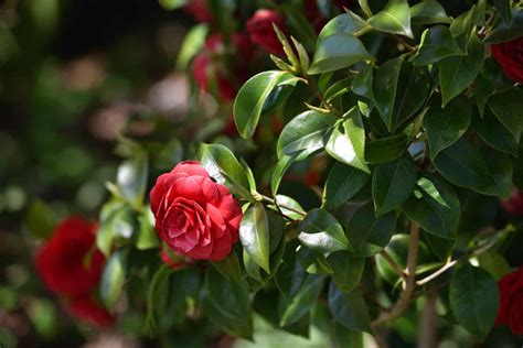 Discover the Middlemist Red Flower: The World's Rarest Flower - A-Z Animals