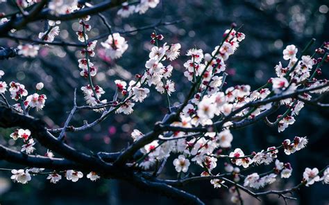 flowers, Cherry Blossom, Trees, Branch, Bokeh, Depth Of Field Wallpapers HD / Desktop and Mobile ...