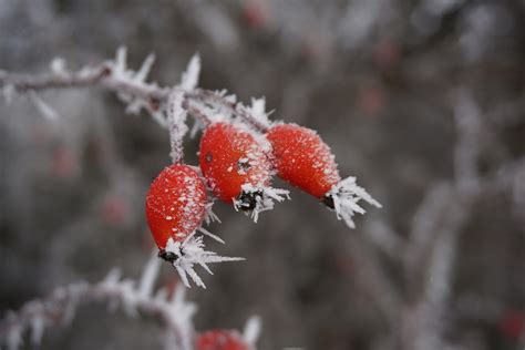 Winter Rose Protection in Kearney – R&S Landscape