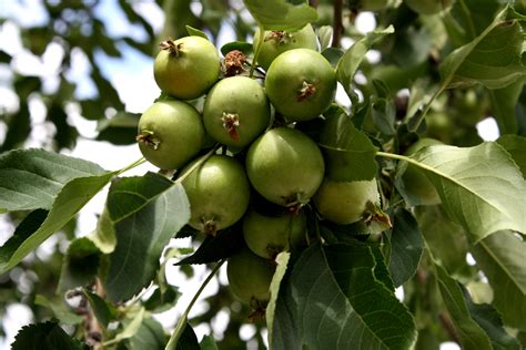 Tiny Green Apples on Tree – Photos Public Domain