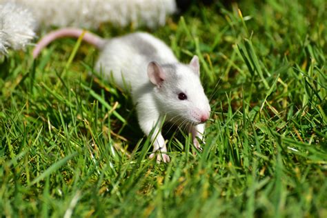 Free Images : grass, sweet, mouse, cute, pet, fur, green, small, mammal, close, rodent, fauna ...