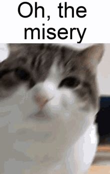 Enemy Cat GIF - Enemy Cat - Discover & Share GIFs