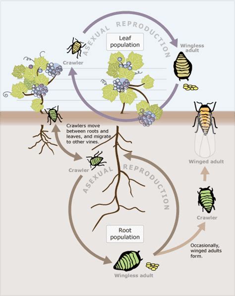 Phylloxera aphid life cycle – Viticulture – Te Ara Encyclopedia of New ...