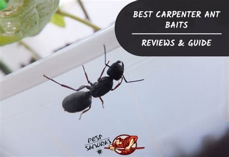 Best Carpenter Ant Killers | Proven and Effective Products - Pest Samurai