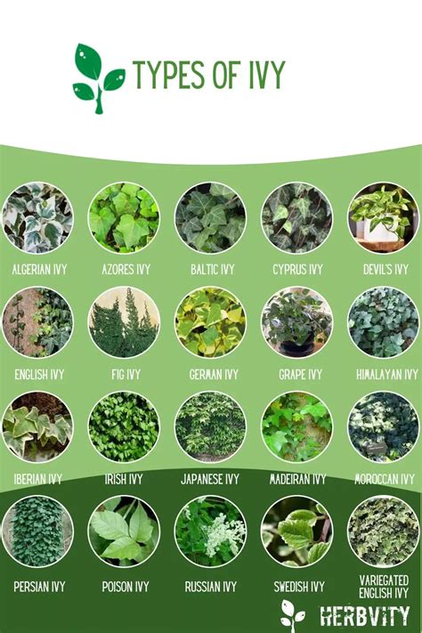 Infographic of different Types of Ivy | Types of ivy, Ivy plants, Poison ivy plants