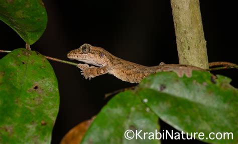 Southern Thailand Wildlife Photography Tour 2025 | KrabiNature