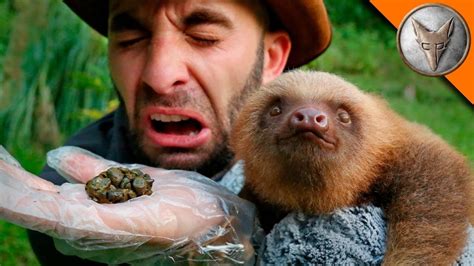 Do Sloths Urinate Through Their Skin? - Animal Hype