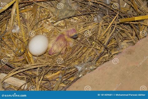 A Little Baby Pigeon in a Nest with Stock Image - Image of common, little: 181409681